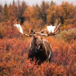 7days 7nights Self-Guided Rafting Moose Hunt