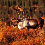 10 Day Self-Guided Rafting Moose & Caribou Hunt
