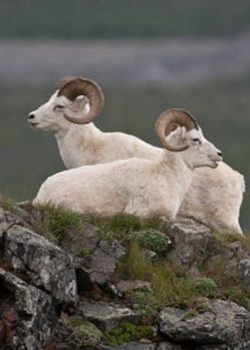Dall Sheep on the mountain