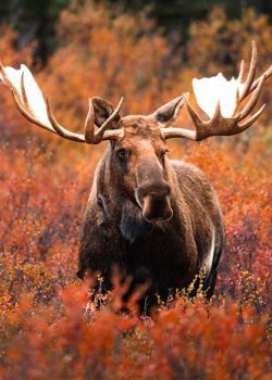 Alaska Moose