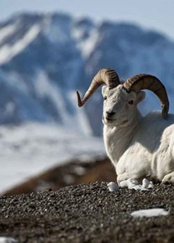 Dall Sheep on the mountain