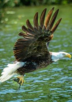 Bald eagle