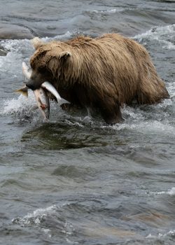 Brown Bear / Grizzly Bear