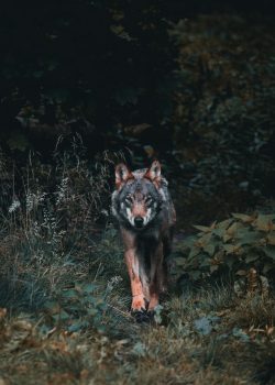 Wolf